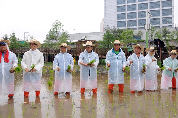 양평유수지 벼농사 모내기 체험행사
